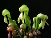 darlingtonia.jpg