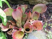 heliamphora1.jpg