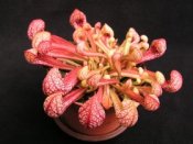 sarracenia-psittacina.jpg